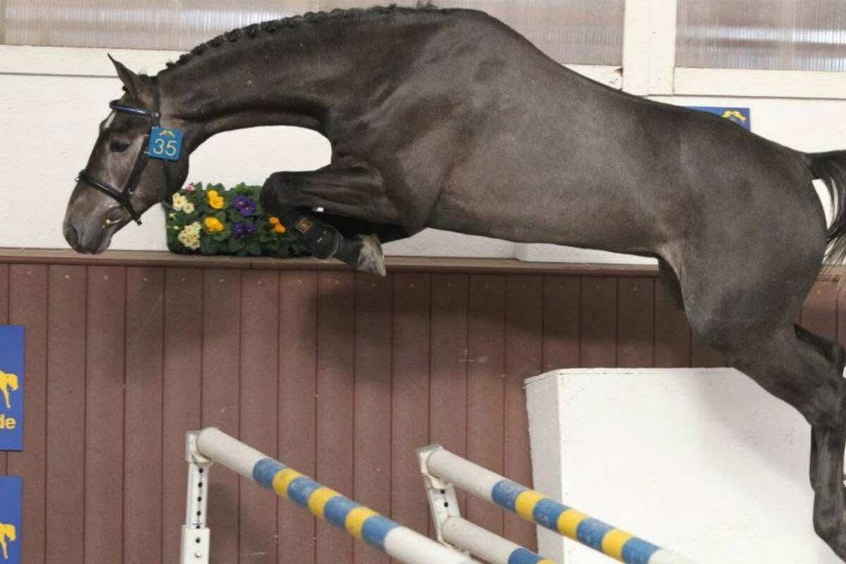 Jaguar van Paemel free jumping