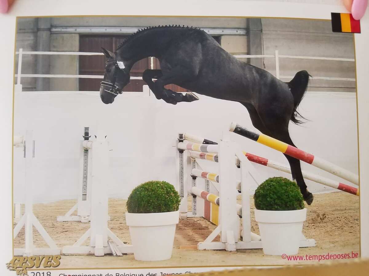 Jetset van Paemel free jumping