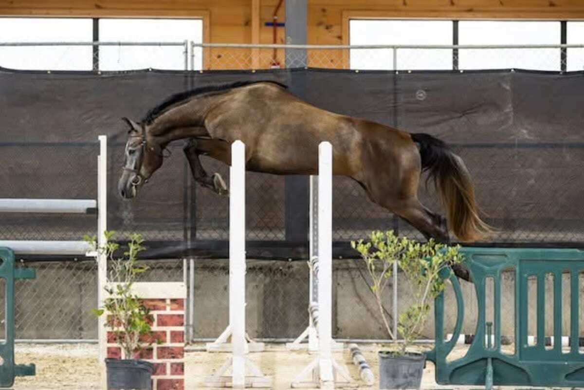 Jamel free jumping