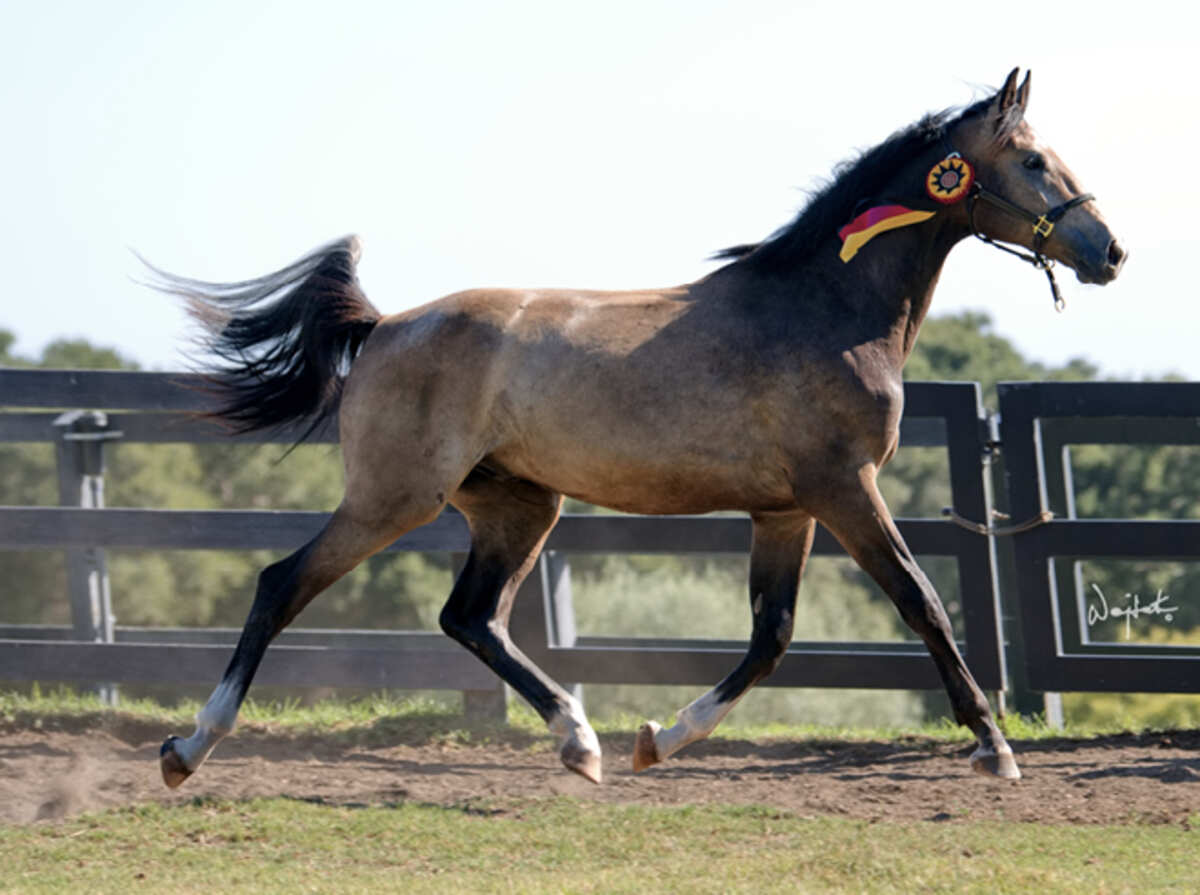 Jaguar van Paemel x Remondo foal