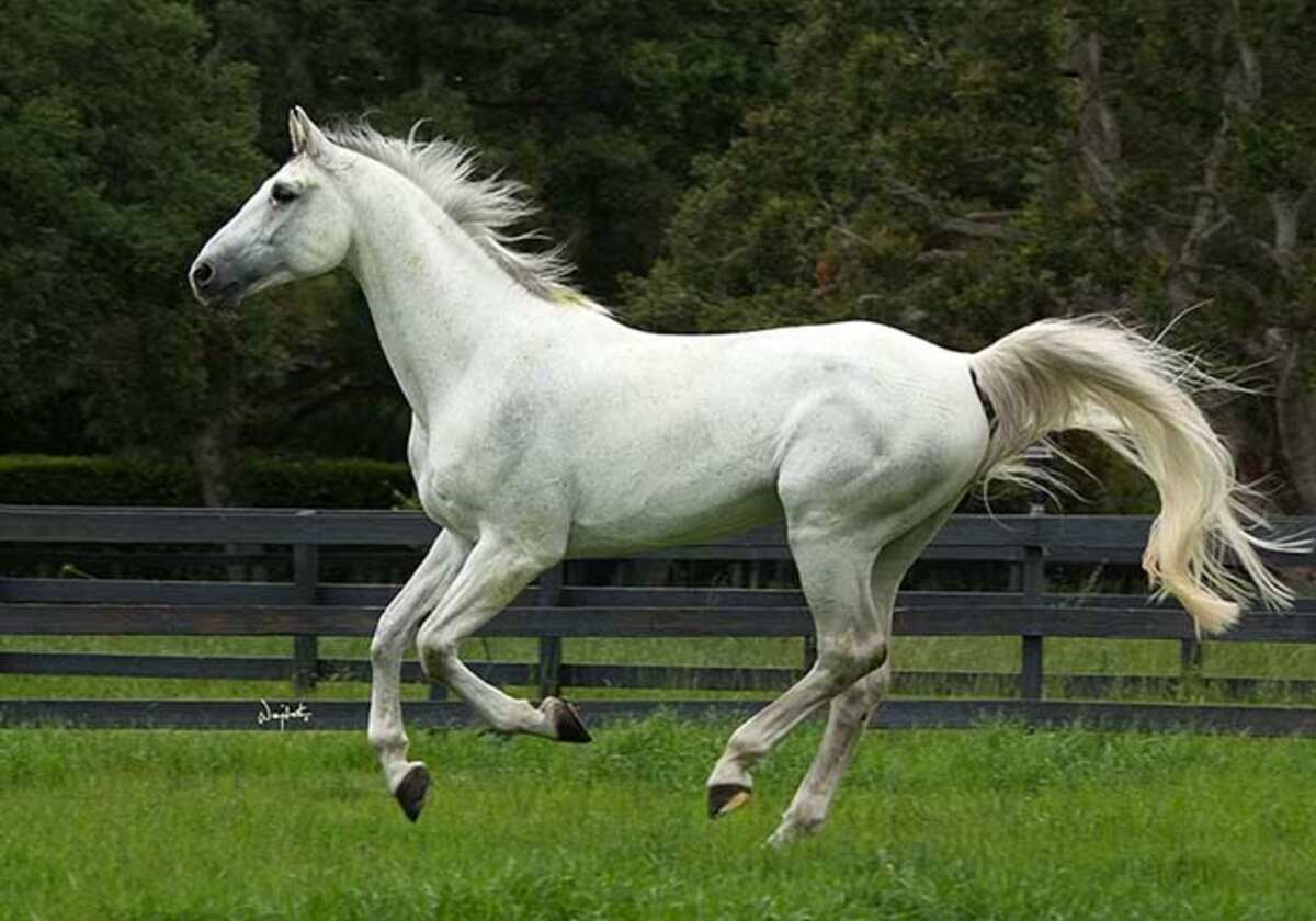 Jaguar van Paemel galloping at home